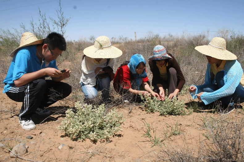 药学院朱丹 | 上天入地，跋山涉水，只为这株“小仙草”