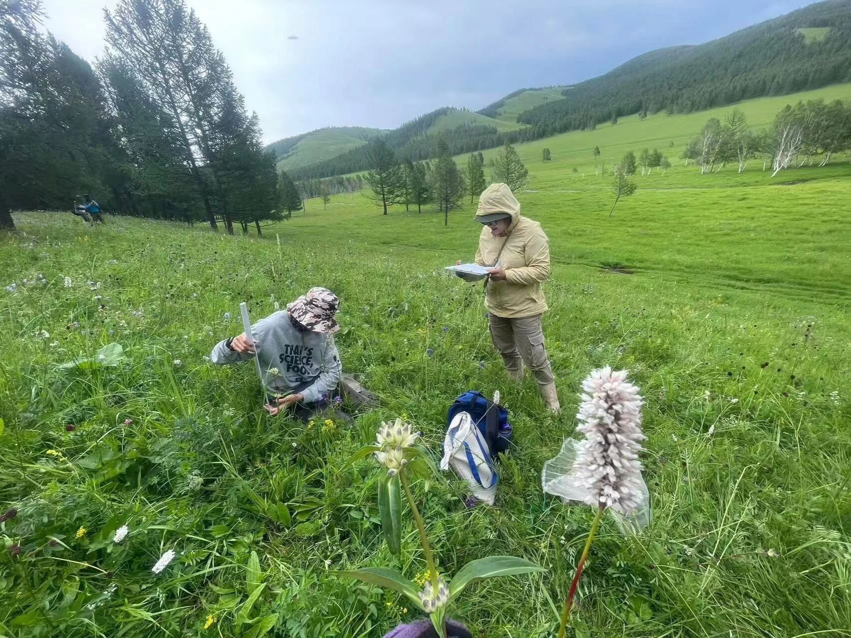 药学院阿里穆斯教授团队：风吹草低见“药方”
